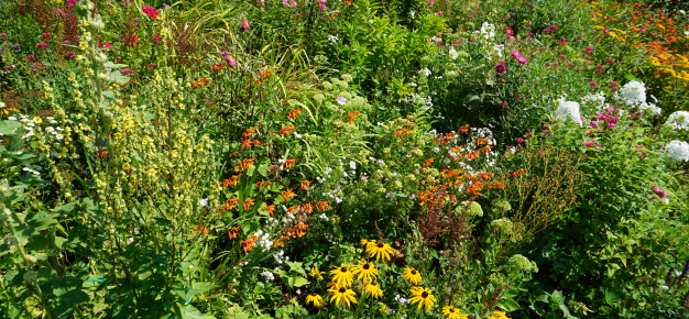 photo of wild plants